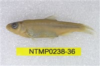 藏品(平頜鱲)的圖片